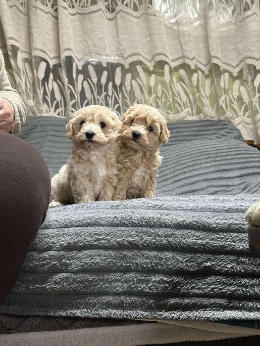 Хлопчики мальтіпу