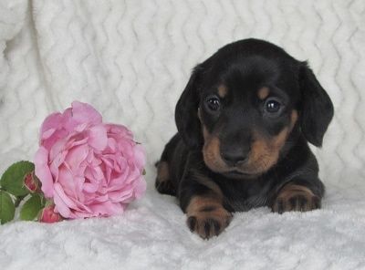 Маленьке щастя шукає дім