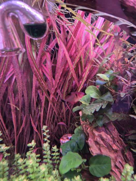 Cryptocoryne Flamingo sadzonka do akwarium