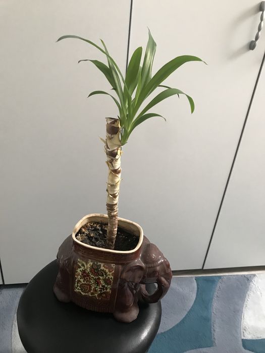 Продам декоративну пальму