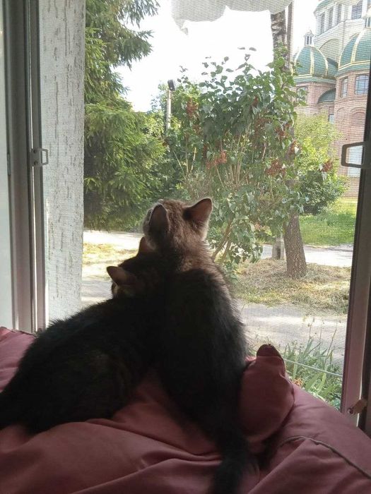 Віддам кошенят у добрі руки