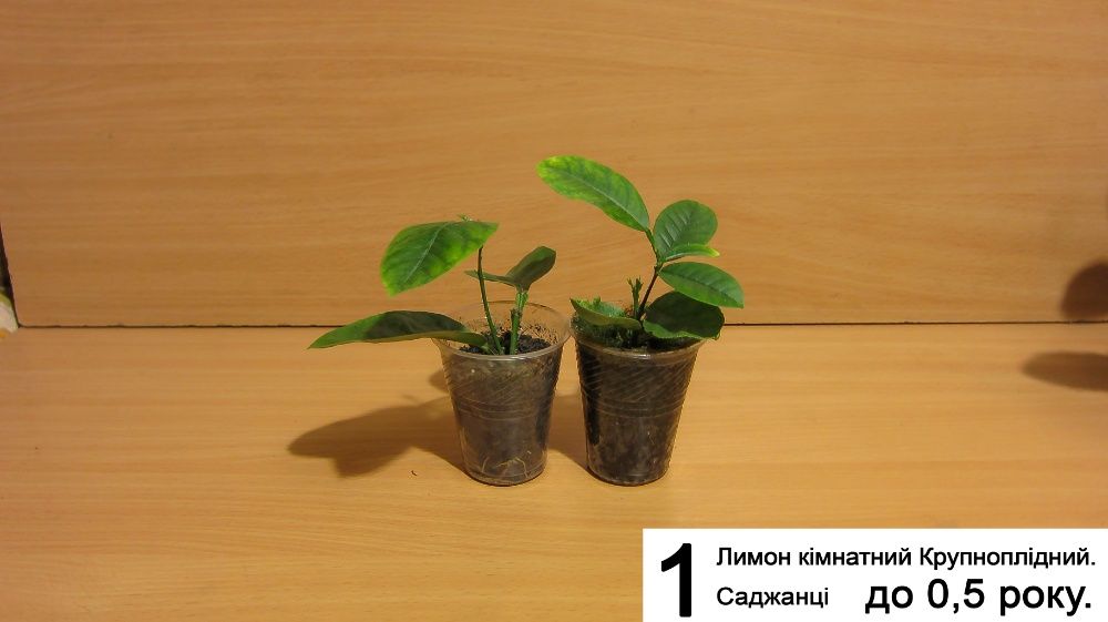 Лимон Кімнатний Крупноплідний Саджанці. Інжир. Ожина. Самшит.