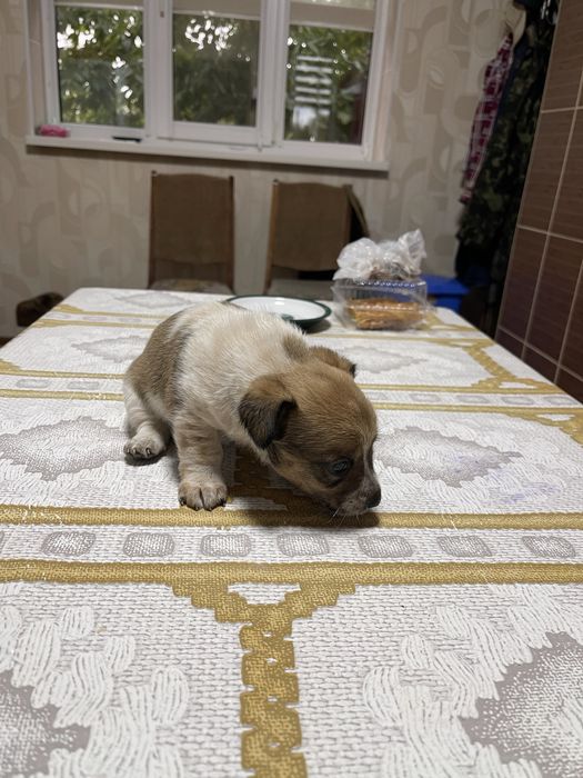 продаю цуценя породисте відпапи коргі та мами пінчера