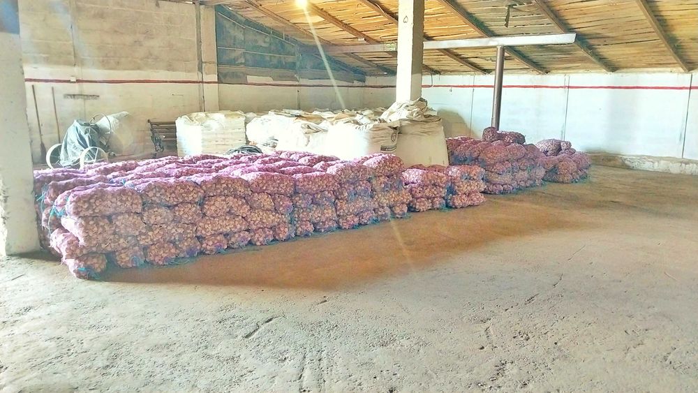 14 тонн ПРОДАМ ЧАСНИК Любаша Посадковий матеріал, Молодий Озимий Оптом Чеснок Посадочный чеснок на посадку