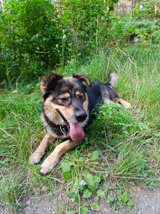 Teddy do adopcji