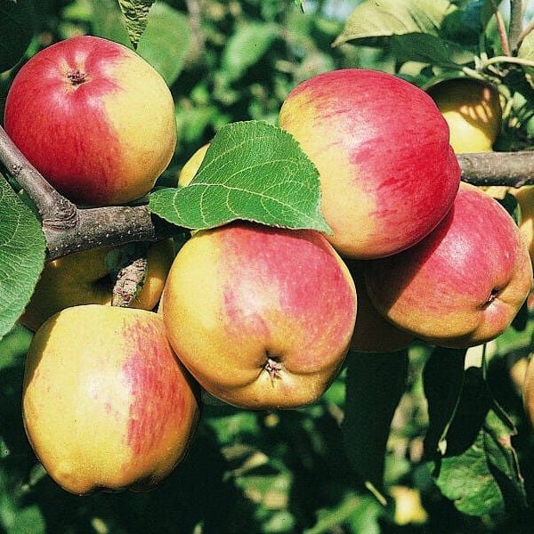 Drzewka owocowe Darowice 35 A