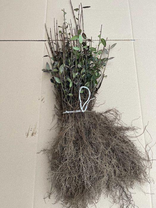 Ligustr pospolity sadzonki na żywopłot