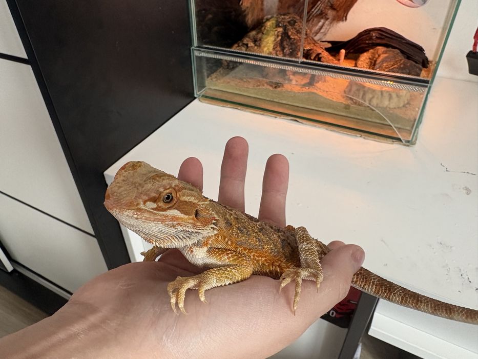 REZERWACJA Agama brodata i terrarium
