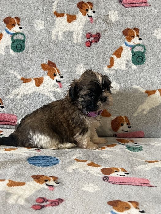 Shih tzu Śliczne Suczki tri -color rodowód chip + wyprawka