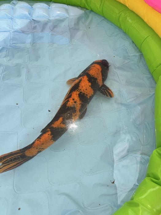 Carpa koi hinutsuri male