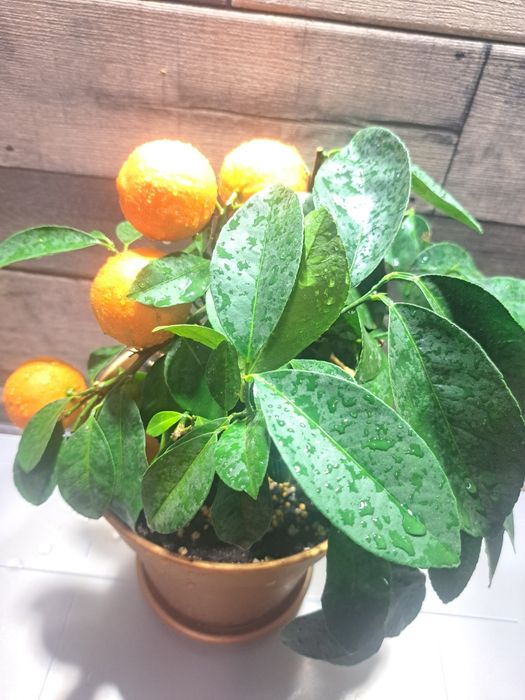 Дуже гарний лайм з плодами