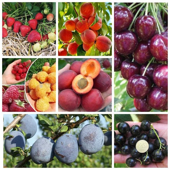 Саженцы персик, слива, абрикос, груша, яблоня, черешня, смородина.