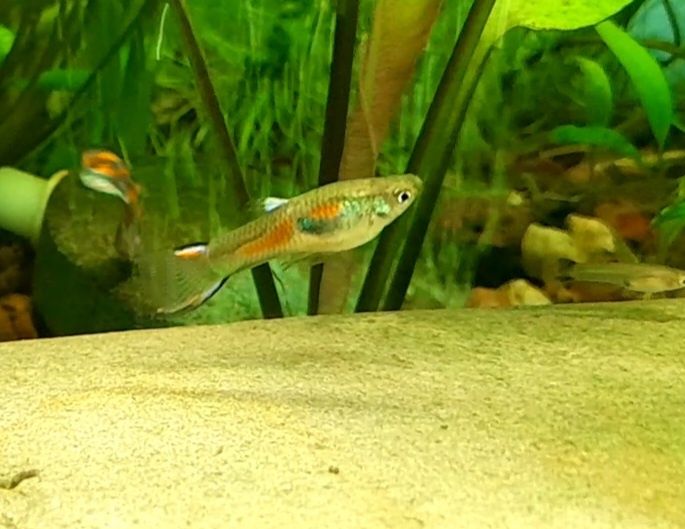 Акваріумні рибки гупії