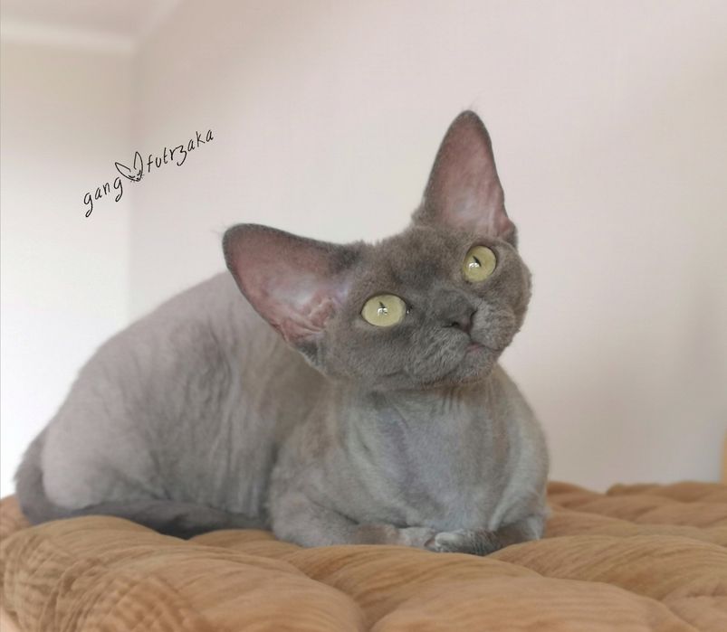 Dorosła kotka Devon Rex