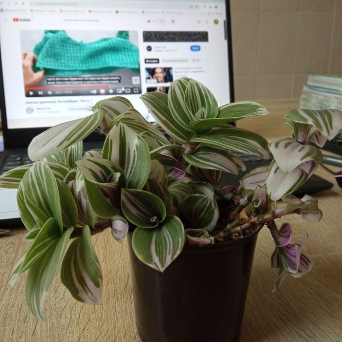 Традесканція(кімнатна рослина)