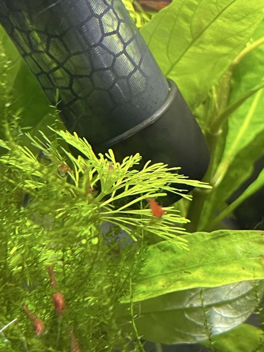 Krewetki red cherry