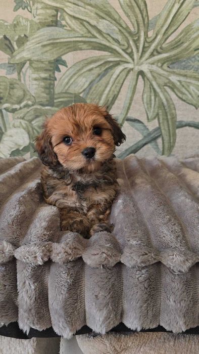 hawańczyk chłopiec