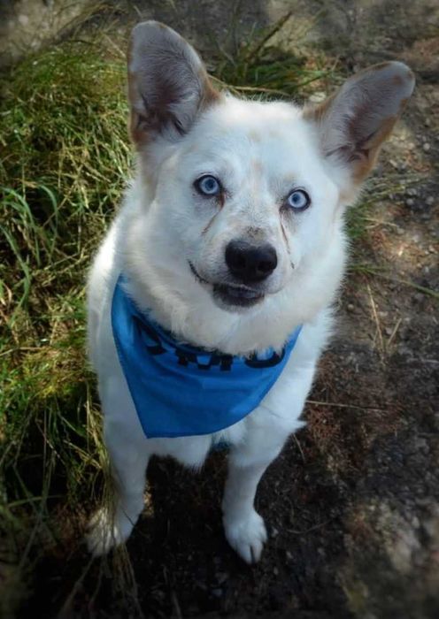 Kacper - niebieskooki prześliczny samotny ADOPCJA