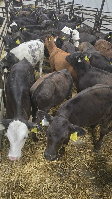 Polskie Cielęta Byczki i Jałówki wysoka Jakość  Babimost
