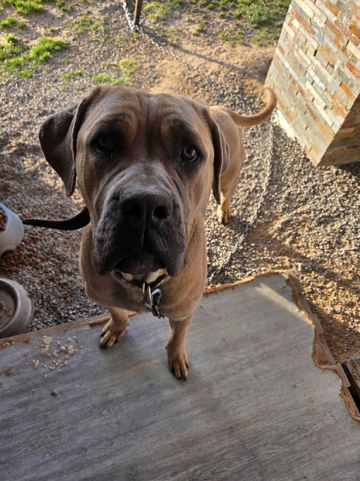 Pies  rasa cane corso