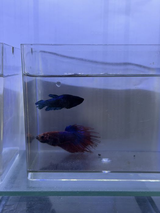 Lote de 12 Bettas