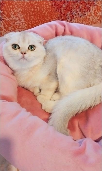 Нежнейшая малышка скоттиш-фолд