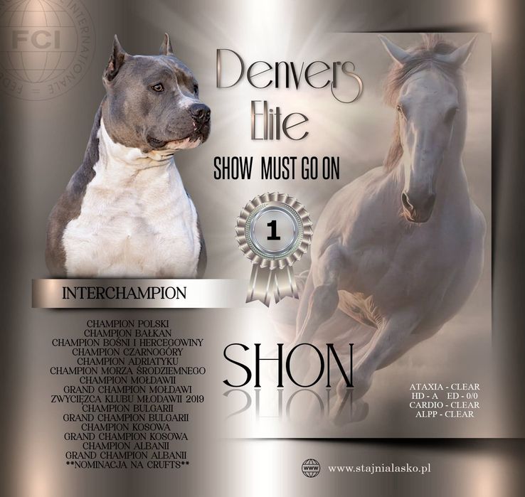amstaff ZKwP FCI