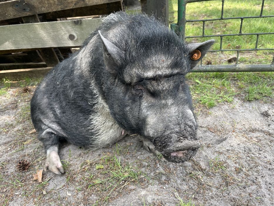 Oddam świnie. Mala świnka, wietnamka