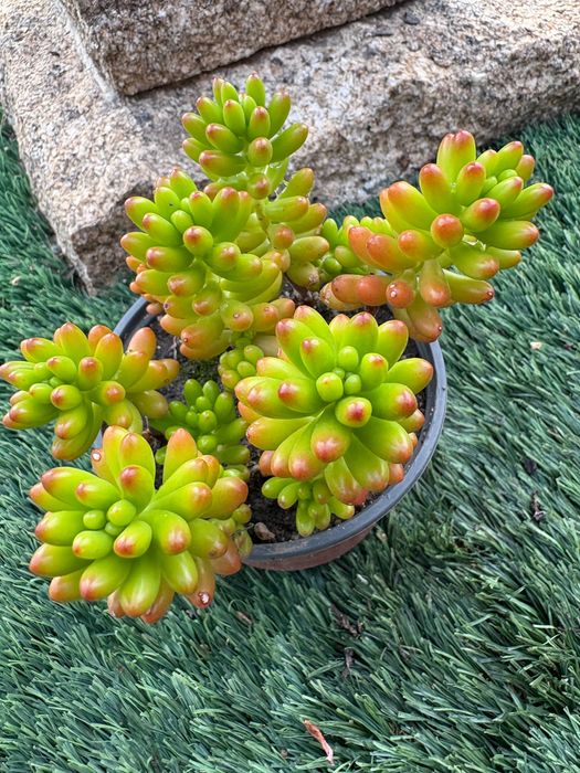 Suculentas  Sedum Rubrotinctum (Jelly Bean) e Sedum rubrotinctum Aurora Variegata preço 1€