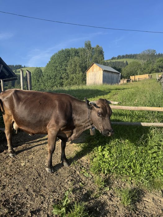 продається корова