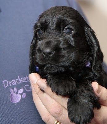 Маленькі чорні спаніельки шукають дім