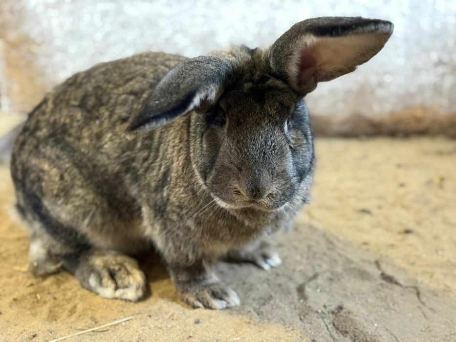 Milutki grubasek do adopcji