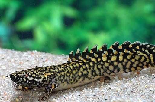 Wielopłetwiec ozdobny - Polypterus ornatipinnis