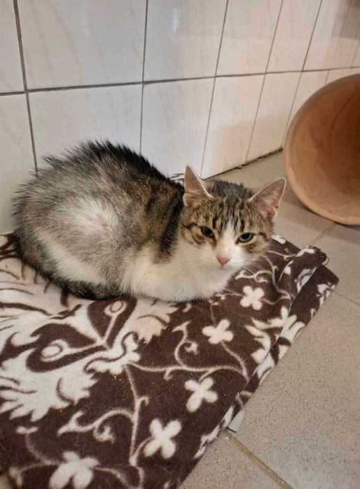 Pokochaj śliczną Veronę z częstochowskiego schroniska