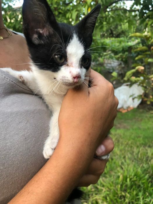 Gatinho Bebé Macho para Adoção