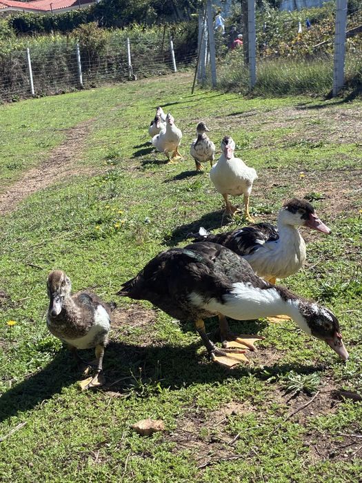 Patos mudos pequenos