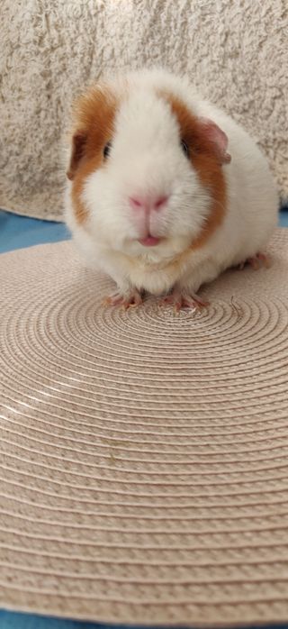 Морская свинка Тедди самка 1,5 года