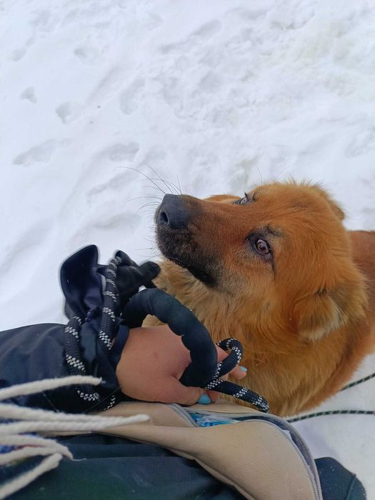 Foxi - kudłaty rudzielec o wielkim sercu