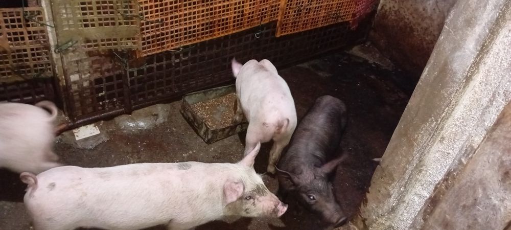 Vendo Leitões Pietran