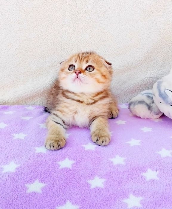 Скоттиш фолд мальчик шотландик вислоушка