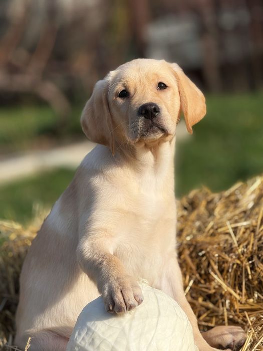 Дівчинка лабрадор ретривер. Метрика КСУ