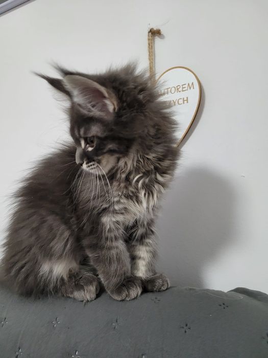 Koteczka bardzo mrucząca