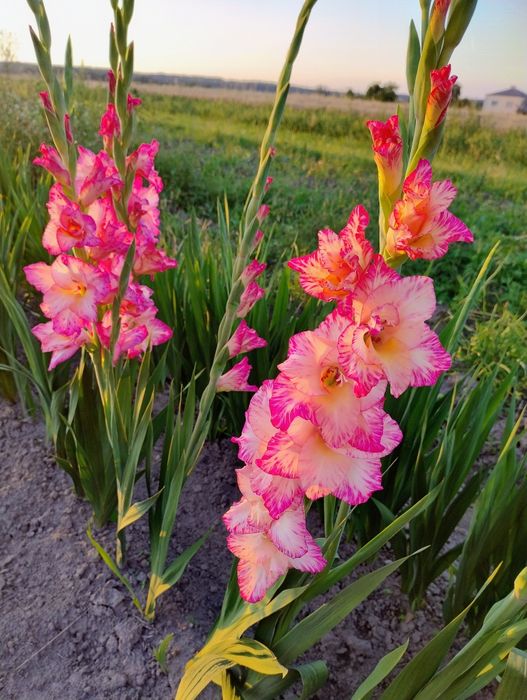 Mieczyk  cebulki rezerwacja dla pani Moniki