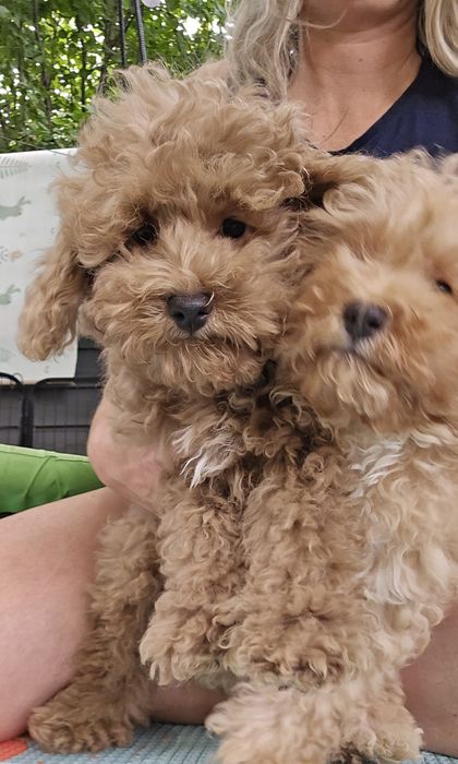 Cavapoo / chłopczyk f1b