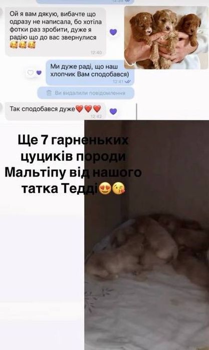 Вязка Той Пудель Teddy "Red Braun" Бейбі фейс