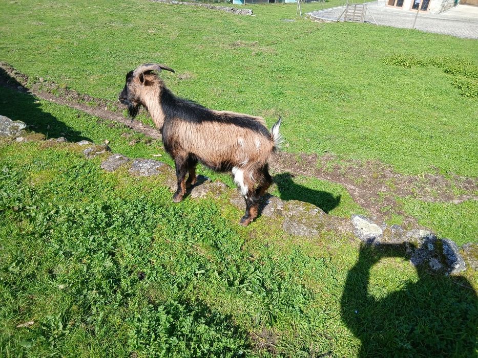 Vendo um chibo anão