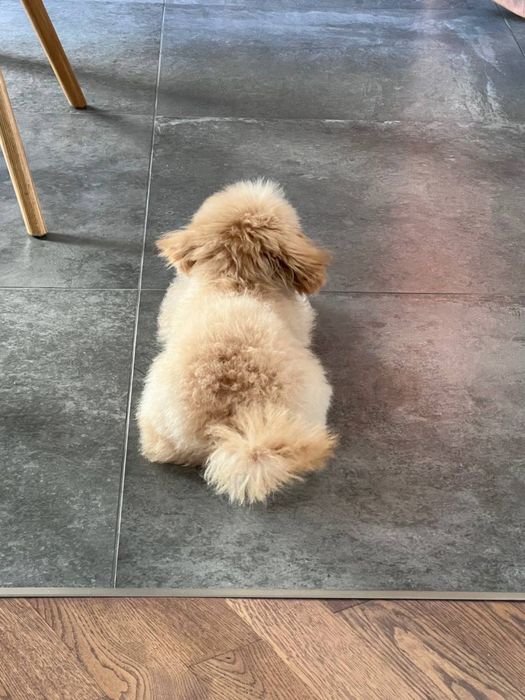 Продаж цуценят мальтіпу