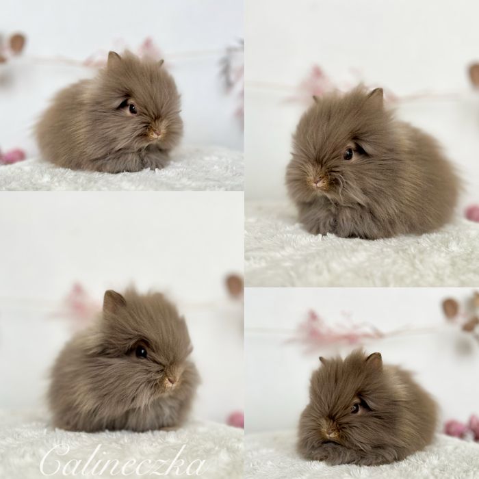Króliczki Karzełki Teddy, Niderlandzki,Mini lop Zarejestrowana hodowla