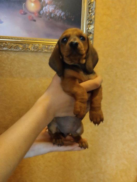 Продам таксенят в хороші руки