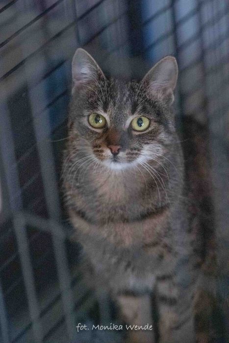 ISKRA- piękna młoda kotka szuka kochającego domu